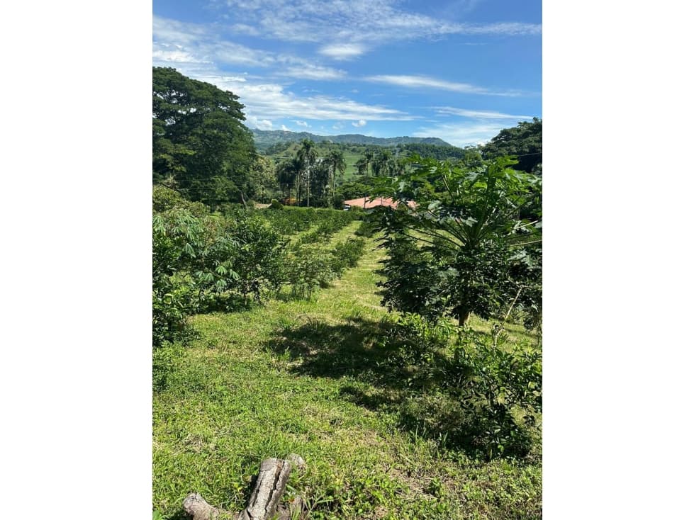 Venta lote Palestina, Caldas COD: 8003545 — foto 5