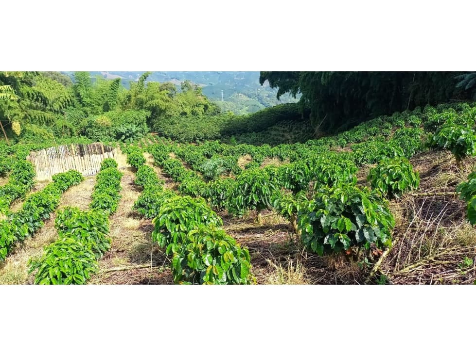 Venta lote Palestina, Caldas COD: 8003545 — foto 1