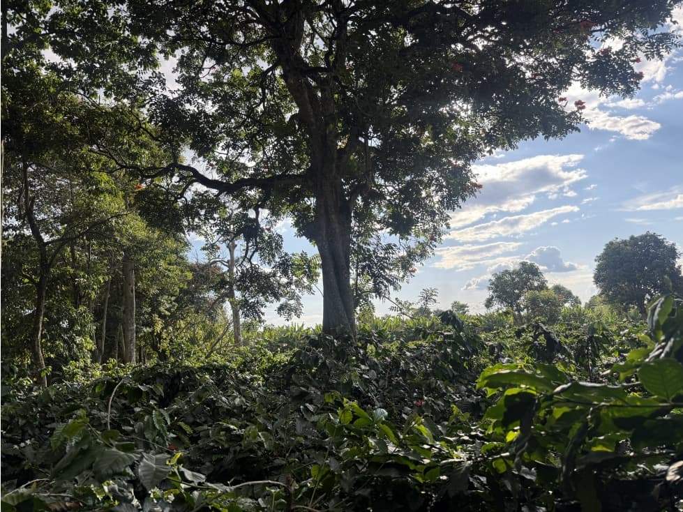 Finca Cafetera Pequeña En Venta El Caimo Armenia — foto 3