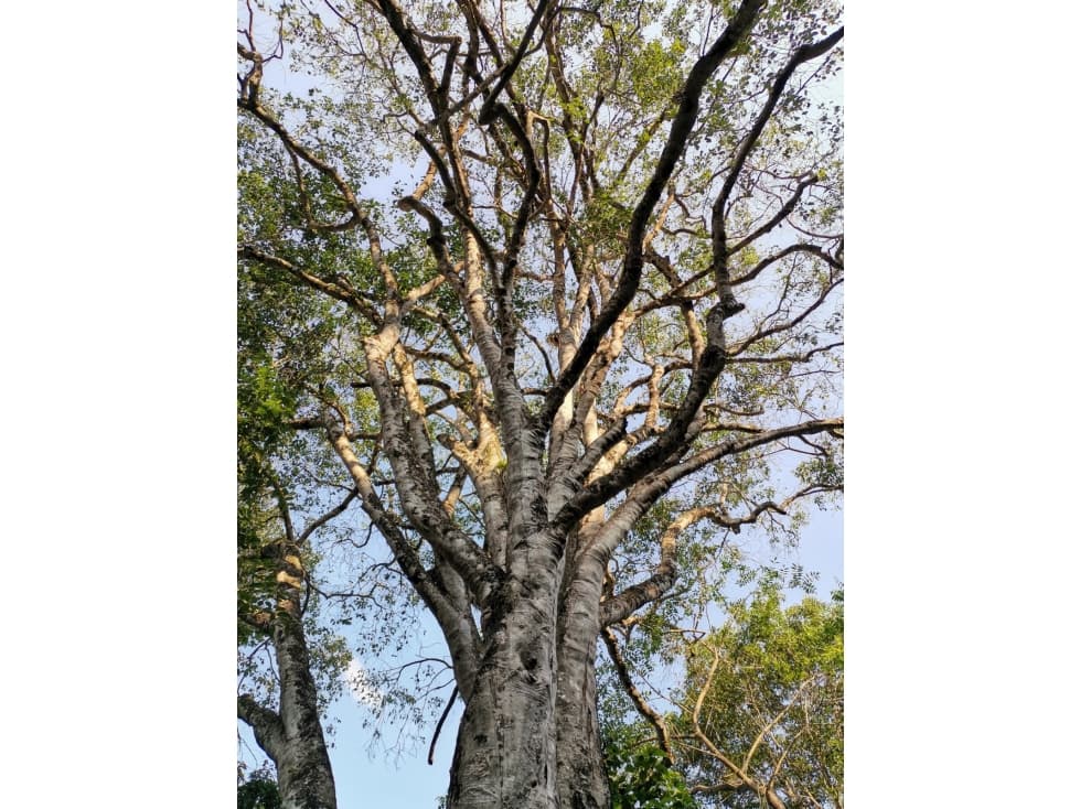 VENDO LOTE SOPETRAN ANTIOQUIA — foto 3