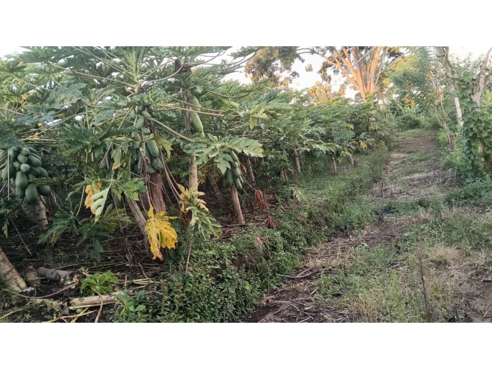 LOTE 2 EN VENTA-ALTAGRACIA-LA PALMILLA — foto 1