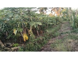 LOTE 2 EN VENTA-ALTAGRACIA-LA PALMILLA