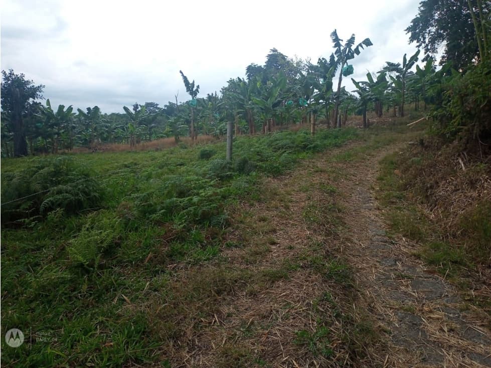 finca de cafe y ganado buena topografia — foto 5