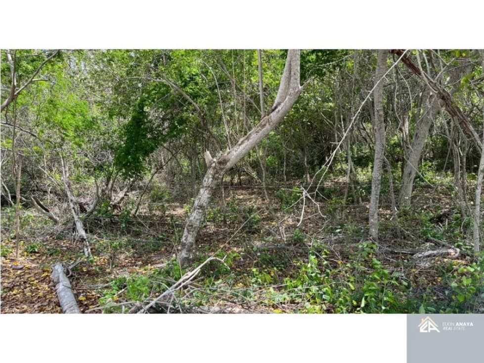 HERMOSO LOTE DE PLAYA EN VENTA BARBACOA ISLA BARU — foto 3