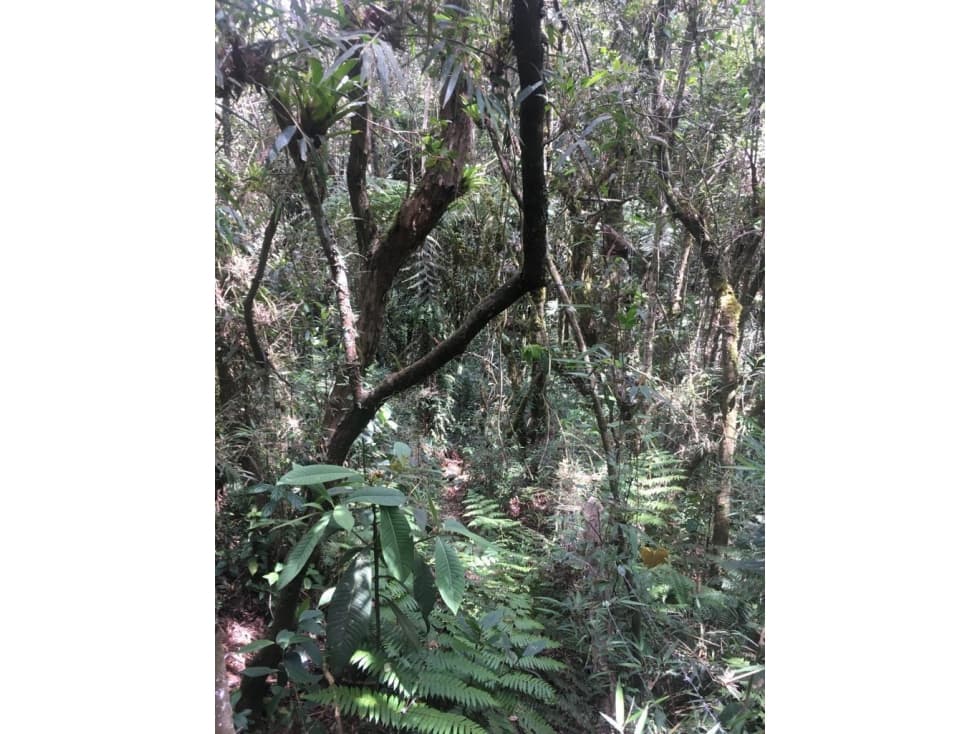 Vendo Lote Pantanillo Llano Grande 1H — foto 4