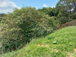 SE VENDE LOTE CONJUNTO CERRADO PARCELACION DE LOS NARANJOS