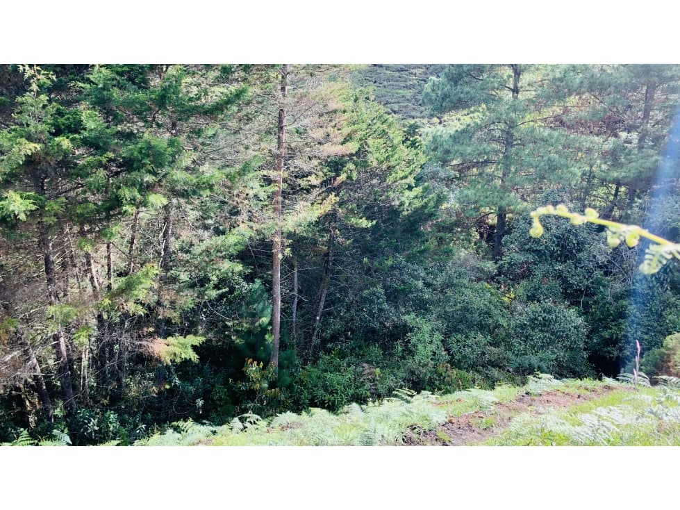 Lote Parcelacion El Retiro Bosque y Quebrada — foto 6
