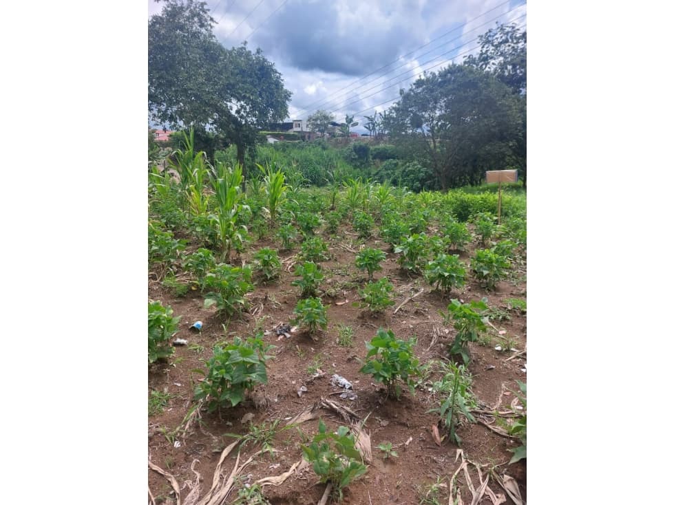 SE VENDE LOTE EN TEBAIDA — foto 3