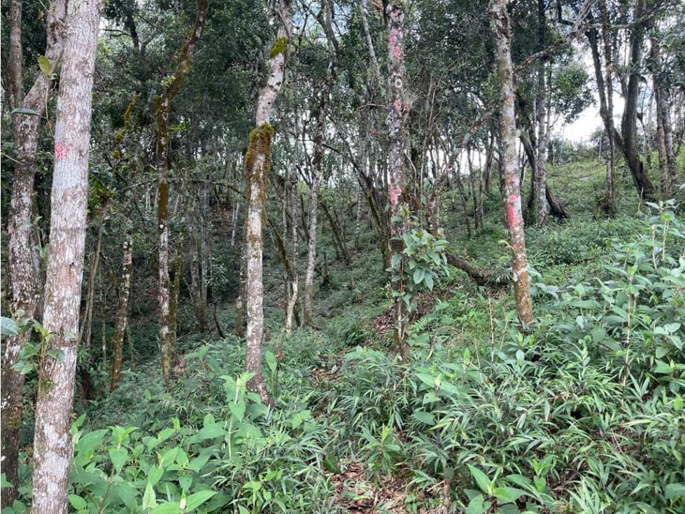 Lote en Parcelación Variante Las Palmas — foto 5