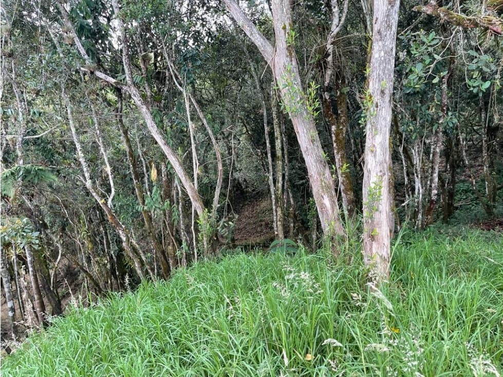 Lote en Parcelación Variante Las Palmas — foto 6