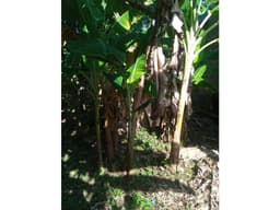 LOTE EN VENTA EN LA VIA AGUAS NEGRAS MONTERÍA CÓRDOBA COLOMBIA