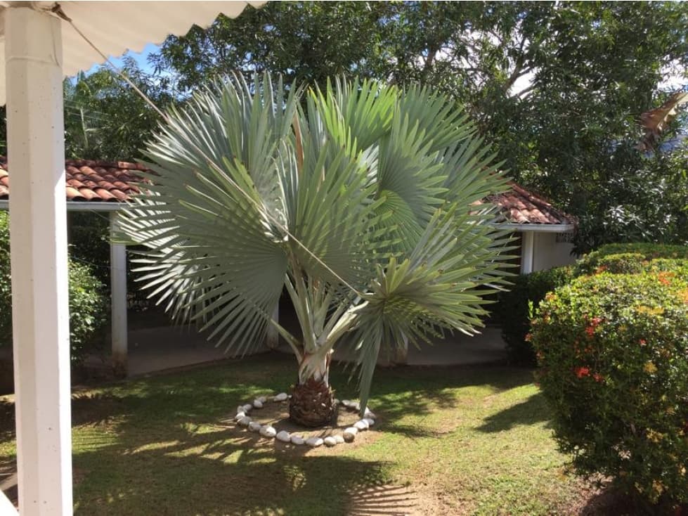 VENTA HERMOSA FINCA - CARMEN DE APICALA — foto 6