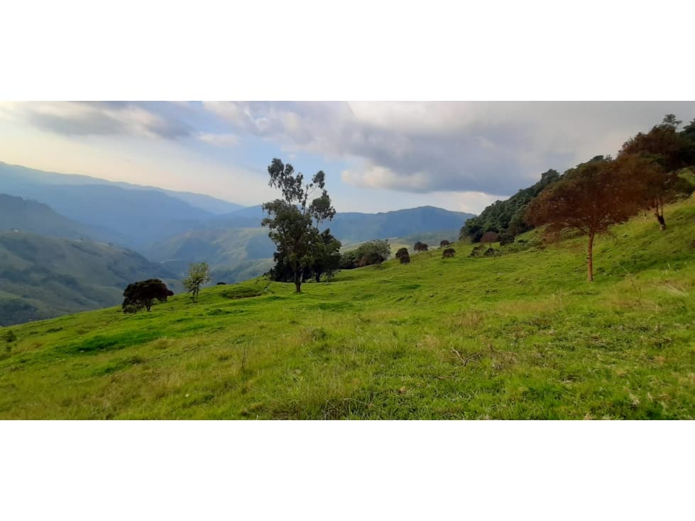 Se vende Finca Génova Quindío — foto 3