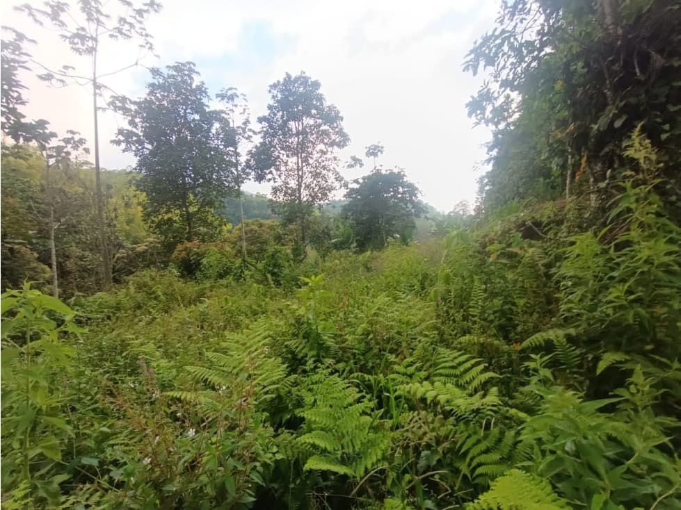 Se Vende Lote En Salento Quindío — foto 4