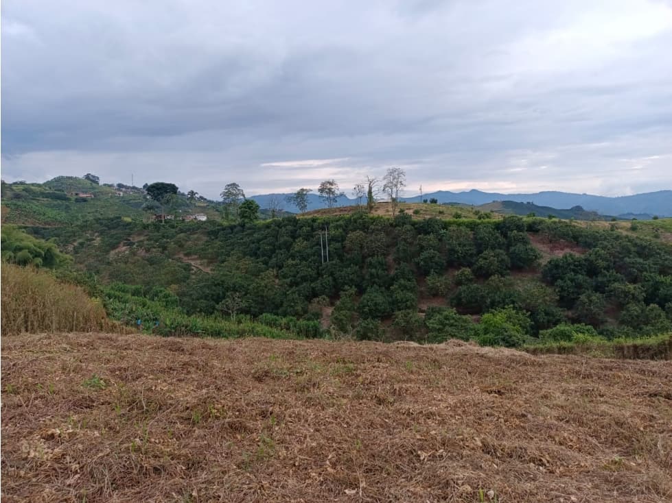 Lote en venta - Palestina - Manizales — foto 4