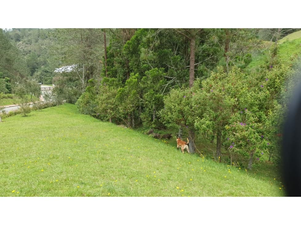 Lote vía La Ceja- El Retiro, sector Pantanillo — foto 5