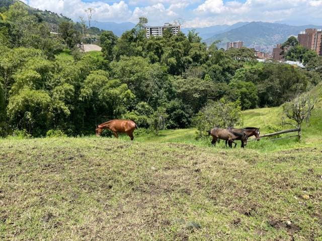 Venta de Pesebrera en Envigado, sector El Salado — foto 4