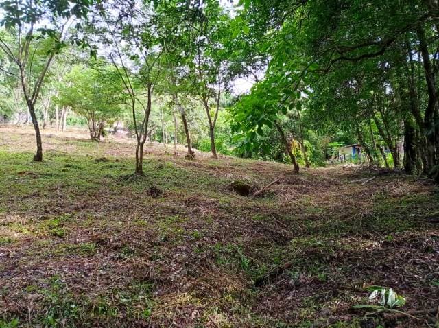 LOTE EN VENTA SECTOR DE MINCA, CERCA A POZO AZUL — foto 2