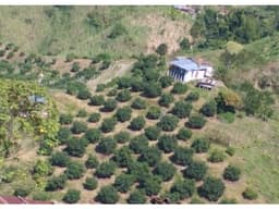 Finca en venta - Neira - Caldas